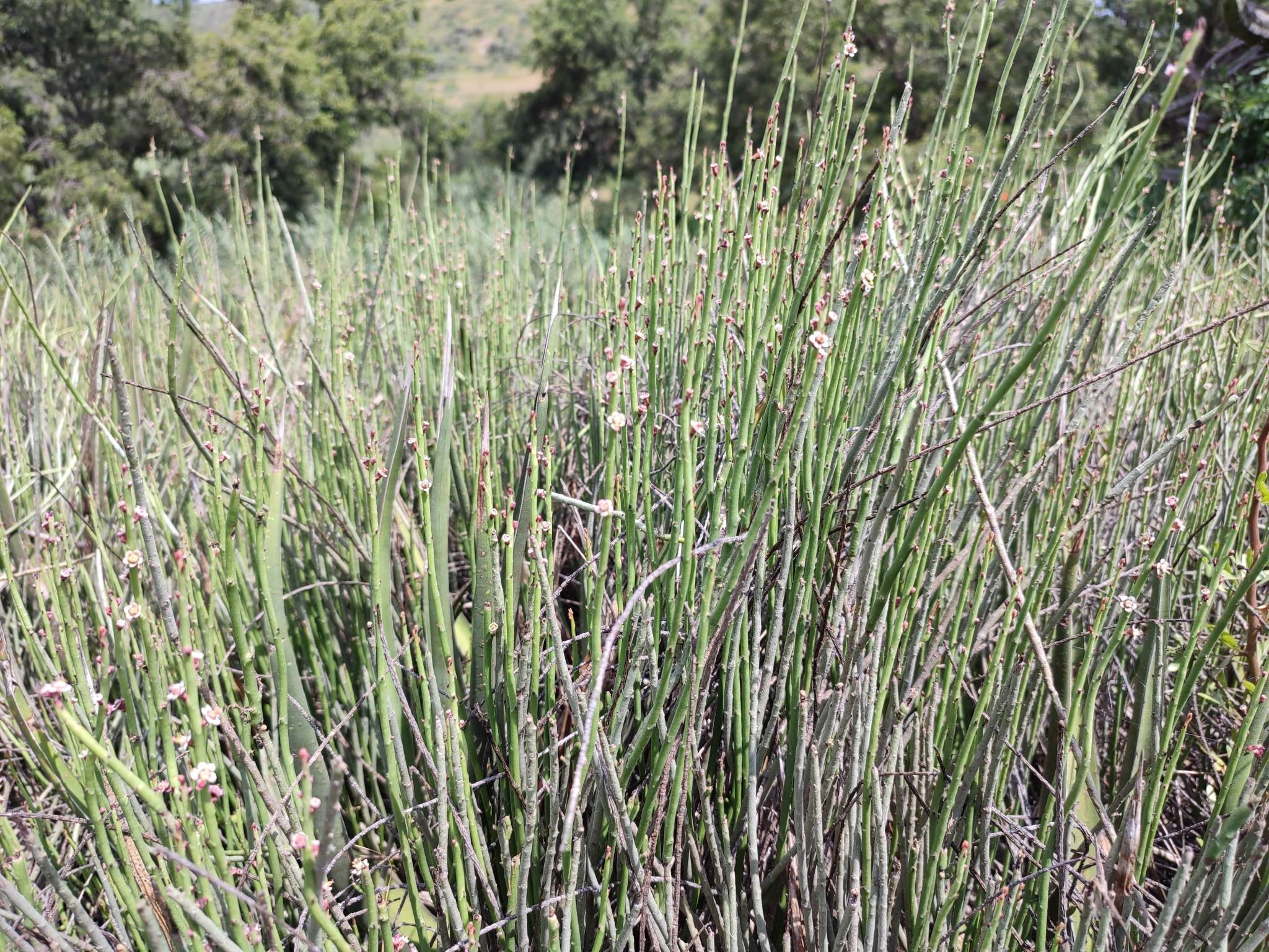 Euphorbia antisyphilitica